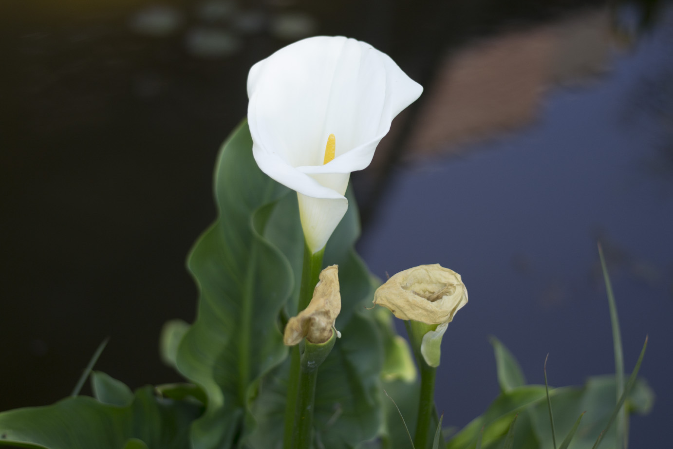 arum lily